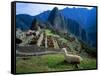 Llama Rests Overlooking Ruins of Machu Picchu in the Andes Mountains, Peru-Jim Zuckerman-Framed Stretched Canvas