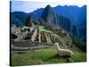 Llama Rests Overlooking Ruins of Machu Picchu in the Andes Mountains, Peru-Jim Zuckerman-Stretched Canvas