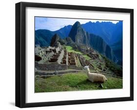 Llama Rests Overlooking Ruins of Machu Picchu in the Andes Mountains, Peru-Jim Zuckerman-Framed Premium Photographic Print