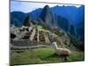 Llama Rests Overlooking Ruins of Machu Picchu in the Andes Mountains, Peru-Jim Zuckerman-Mounted Premium Photographic Print