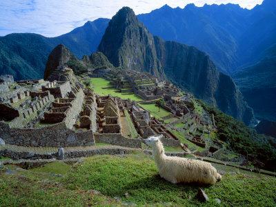 Llama  Machu Picchu Ruins Peruvian Art Print Home Decor Wall Art Poster C 
