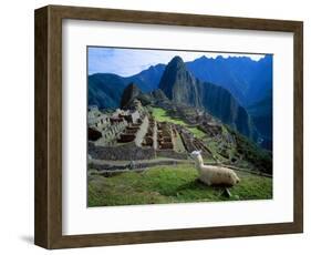 Llama Rests Overlooking Ruins of Machu Picchu in the Andes Mountains, Peru-Jim Zuckerman-Framed Photographic Print