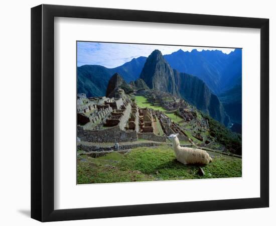 Llama Rests Overlooking Ruins of Machu Picchu in the Andes Mountains, Peru-Jim Zuckerman-Framed Photographic Print