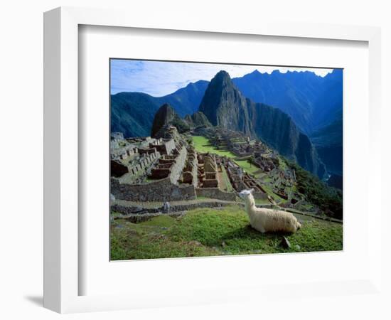 Llama Rests Overlooking Ruins of Machu Picchu in the Andes Mountains, Peru-Jim Zuckerman-Framed Photographic Print