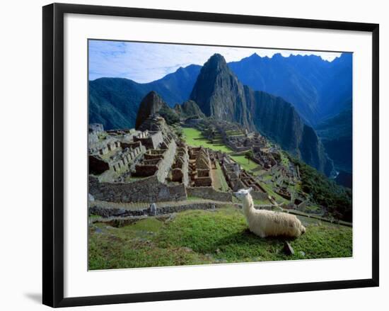 Llama Rests Overlooking Ruins of Machu Picchu in the Andes Mountains, Peru-Jim Zuckerman-Framed Photographic Print