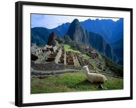 Llama Rests Overlooking Ruins of Machu Picchu in the Andes Mountains, Peru-Jim Zuckerman-Framed Photographic Print