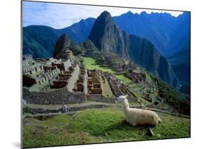 Llama Rests Overlooking Ruins of Machu Picchu in the Andes Mountains, Peru-Jim Zuckerman-Mounted Photographic Print