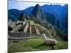 Llama Rests Overlooking Ruins of Machu Picchu in the Andes Mountains, Peru-Jim Zuckerman-Mounted Photographic Print