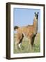 Llama Side View-null-Framed Photographic Print