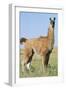 Llama Side View-null-Framed Photographic Print