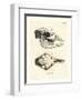 Llama Skull-null-Framed Giclee Print