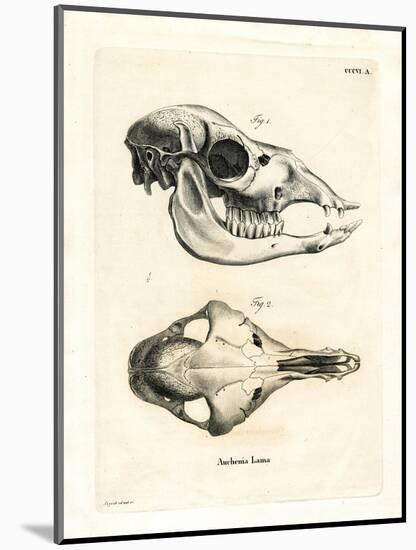 Llama Skull-null-Mounted Giclee Print