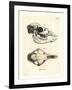 Llama Skull-null-Framed Giclee Print