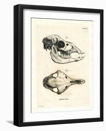 Llama Skull-null-Framed Giclee Print