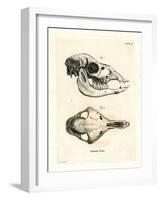 Llama Skull-null-Framed Giclee Print