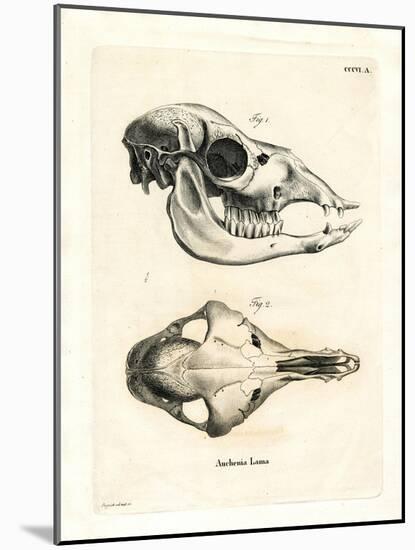 Llama Skull-null-Mounted Giclee Print