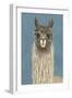 Llama Specs IV-Victoria Borges-Framed Art Print
