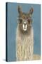 Llama Specs IV-Victoria Borges-Stretched Canvas