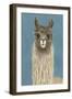 Llama Specs IV-Victoria Borges-Framed Art Print