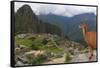 Llama standing at Machu Picchu viewpoint, UNESCO World Heritage Site, Peru, South America-Don Mammoser-Framed Stretched Canvas