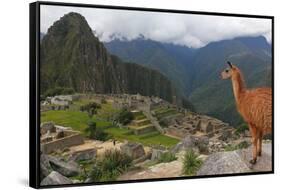 Llama standing at Machu Picchu viewpoint, UNESCO World Heritage Site, Peru, South America-Don Mammoser-Framed Stretched Canvas
