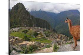 Llama standing at Machu Picchu viewpoint, UNESCO World Heritage Site, Peru, South America-Don Mammoser-Stretched Canvas