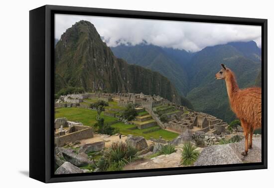 Llama standing at Machu Picchu viewpoint, UNESCO World Heritage Site, Peru, South America-Don Mammoser-Framed Stretched Canvas