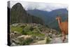 Llama standing at Machu Picchu viewpoint, UNESCO World Heritage Site, Peru, South America-Don Mammoser-Stretched Canvas