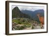 Llama standing at Machu Picchu viewpoint, UNESCO World Heritage Site, Peru, South America-Don Mammoser-Framed Photographic Print