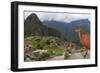 Llama standing at Machu Picchu viewpoint, UNESCO World Heritage Site, Peru, South America-Don Mammoser-Framed Photographic Print