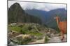 Llama standing at Machu Picchu viewpoint, UNESCO World Heritage Site, Peru, South America-Don Mammoser-Mounted Photographic Print