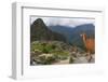 Llama standing at Machu Picchu viewpoint, UNESCO World Heritage Site, Peru, South America-Don Mammoser-Framed Photographic Print