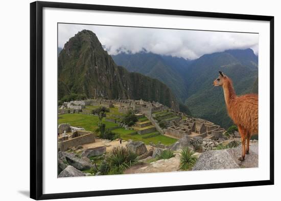 Llama standing at Machu Picchu viewpoint, UNESCO World Heritage Site, Peru, South America-Don Mammoser-Framed Photographic Print