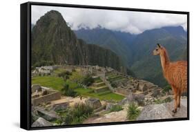 Llama standing at Machu Picchu viewpoint, UNESCO World Heritage Site, Peru, South America-Don Mammoser-Framed Stretched Canvas