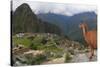 Llama standing at Machu Picchu viewpoint, UNESCO World Heritage Site, Peru, South America-Don Mammoser-Stretched Canvas