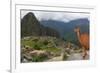 Llama standing at Machu Picchu viewpoint, UNESCO World Heritage Site, Peru, South America-Don Mammoser-Framed Photographic Print