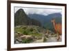 Llama standing at Machu Picchu viewpoint, UNESCO World Heritage Site, Peru, South America-Don Mammoser-Framed Photographic Print