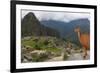 Llama standing at Machu Picchu viewpoint, UNESCO World Heritage Site, Peru, South America-Don Mammoser-Framed Photographic Print