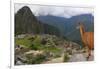 Llama standing at Machu Picchu viewpoint, UNESCO World Heritage Site, Peru, South America-Don Mammoser-Framed Photographic Print