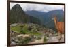 Llama standing at Machu Picchu viewpoint, UNESCO World Heritage Site, Peru, South America-Don Mammoser-Framed Photographic Print