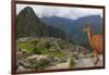 Llama standing at Machu Picchu viewpoint, UNESCO World Heritage Site, Peru, South America-Don Mammoser-Framed Photographic Print