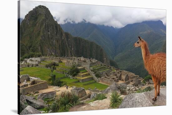 Llama standing at Machu Picchu viewpoint, UNESCO World Heritage Site, Peru, South America-Don Mammoser-Stretched Canvas