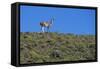 Llama Standing on Hillside-Nosnibor137-Framed Stretched Canvas