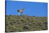 Llama Standing on Hillside-Nosnibor137-Stretched Canvas