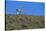Llama Standing on Hillside-Nosnibor137-Stretched Canvas