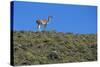 Llama Standing on Hillside-Nosnibor137-Stretched Canvas