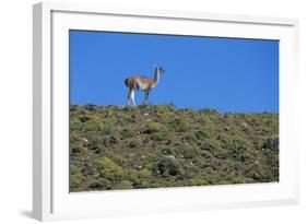 Llama Standing on Hillside-Nosnibor137-Framed Photographic Print