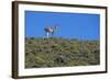 Llama Standing on Hillside-Nosnibor137-Framed Photographic Print