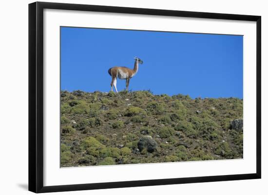 Llama Standing on Hillside-Nosnibor137-Framed Photographic Print