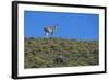 Llama Standing on Hillside-Nosnibor137-Framed Photographic Print